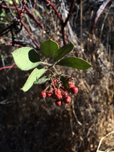 iNaturalist observation photo of Eastwood Manzanita