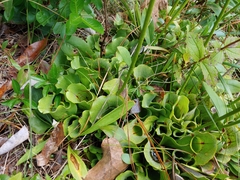 Sarracenia purpurea venosa