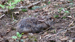 Sylvilagus obscurus