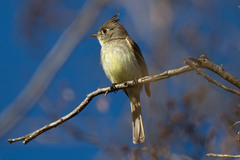 Pileated Flycatcher photo 3