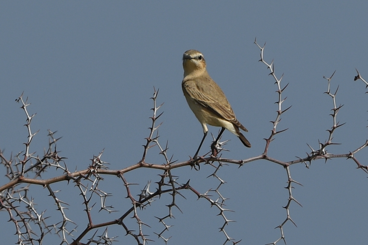 Isabelline Wheatear