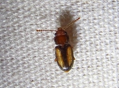 Laemophloeus terminalis