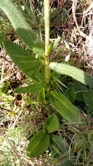 Helianthus heterophyllus