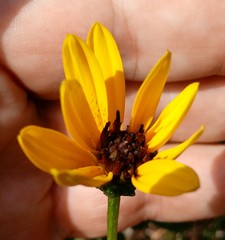 Helianthus heterophyllus