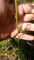 Helianthus heterophyllus