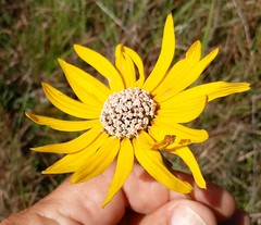 Helianthus heterophyllus