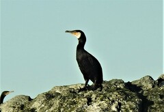Phalacrocorax carbo image