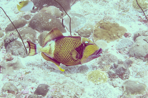 Titan Triggerfish — seen at this dive site