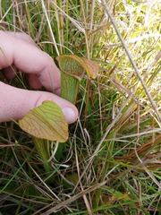 Sarracenia rubra