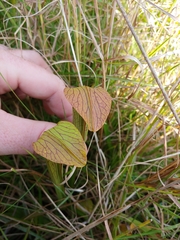 Sarracenia rubra