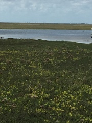 Egretta rufescens