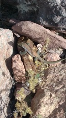 Aspidoscelis xanthonotus