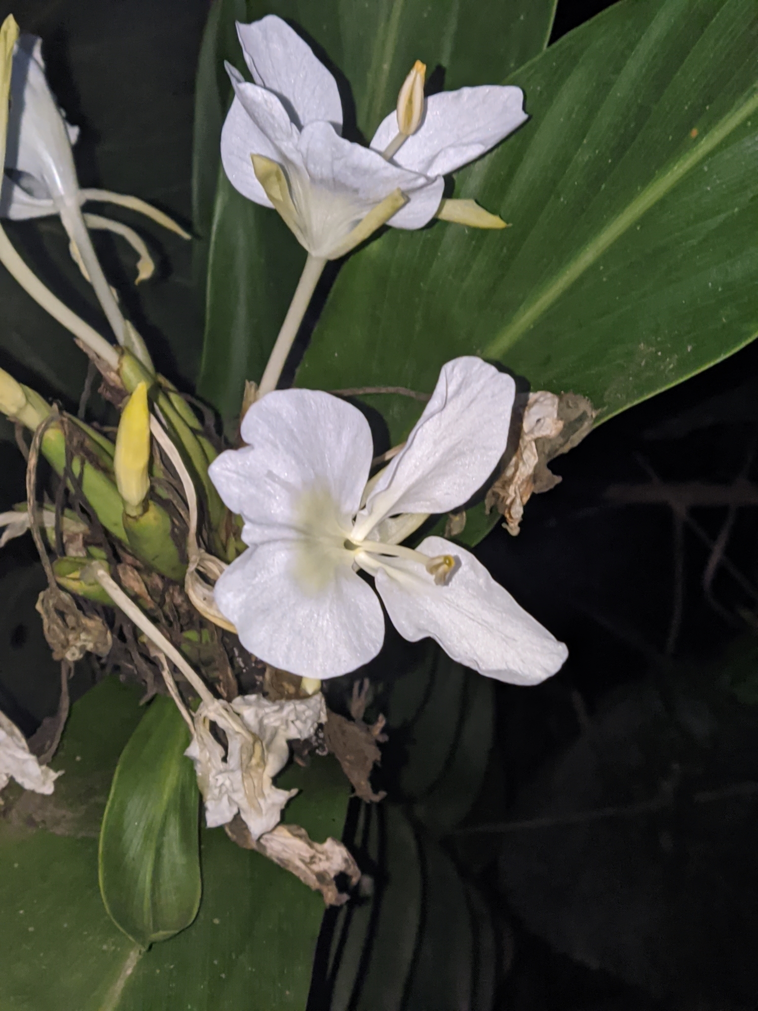 Hedychium coronarium
