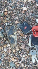 Onychomys leucogaster