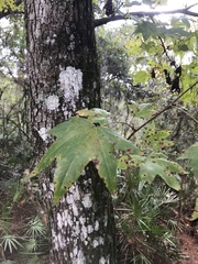 Liquidambar styraciflua image