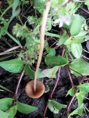 Conocybe coprophila