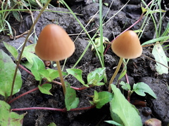 Conocybe coprophila