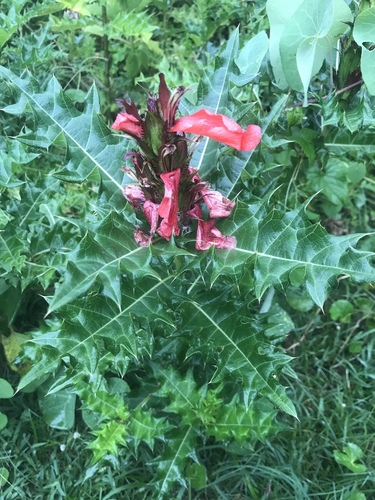 Acanthus sennii image