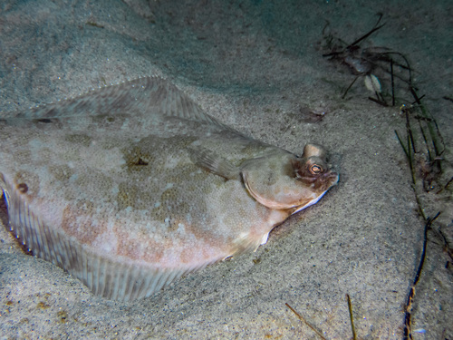 Spotted turbot (Pleuronichthys ritteri) — Pleuronectidae — 5