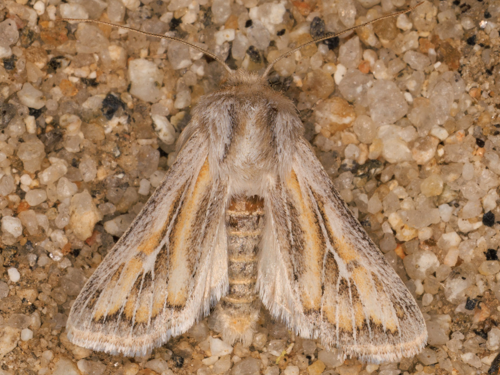 Protogygia polingi