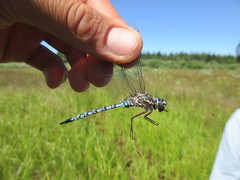 Aeshna sitchensis