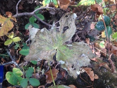 Podophyllum hexandrum