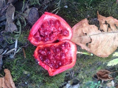 Podophyllum hexandrum