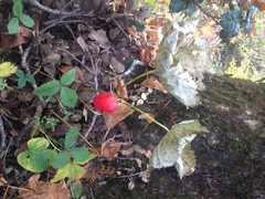 Podophyllum hexandrum