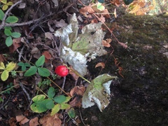 Podophyllum hexandrum