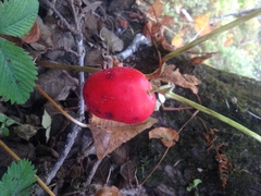 Podophyllum hexandrum