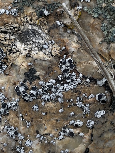 iNaturalist observation photo of Rimmed Navel Lichen