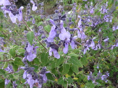 Salvia keerlii