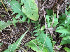 Cirsium rivulare