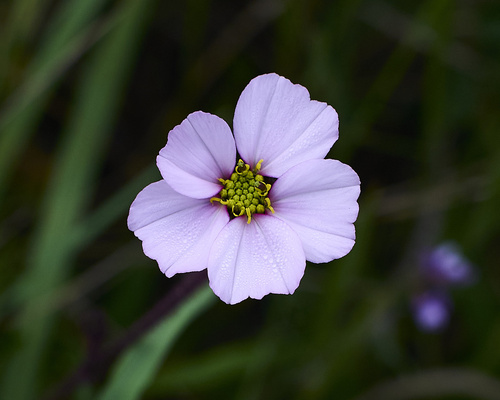 Tridax angustifolia