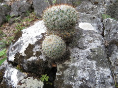 Mammillaria flavicentra