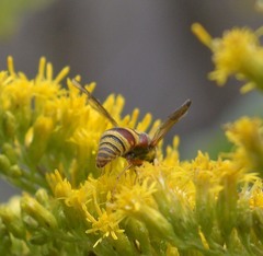 Euodynerus hidalgo hidalgo
