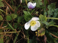 Anemoneae