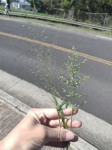 Eragrostis cilianensis observed 2023-03-09