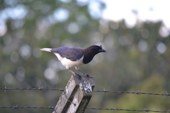 Cyanocorax cristatellus