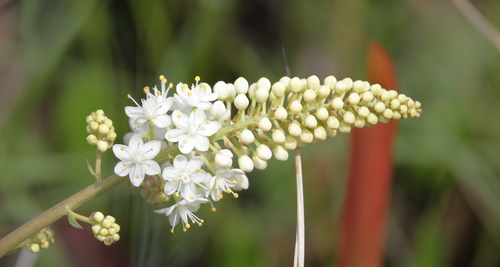 Tall Osceola's Plume (Stenanthium texanum)