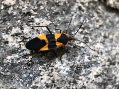 Oncopeltus fasciatus