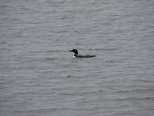 Common Loon