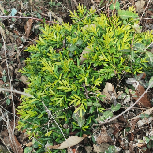 Buxus harlandii