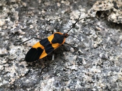 Oncopeltus fasciatus