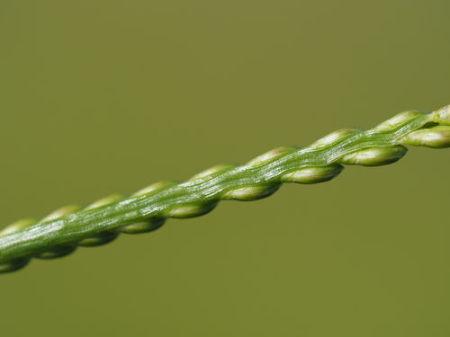 Image of Urochloa plantaginea by (c) Kevin Faccenda, some rights reserved (CC BY)