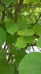 Cercospora
