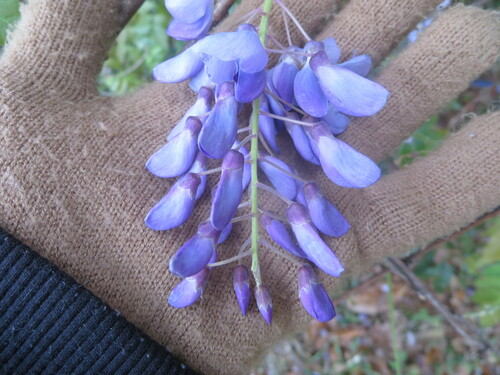 Image of Wisteria frutescens by no rights reserved