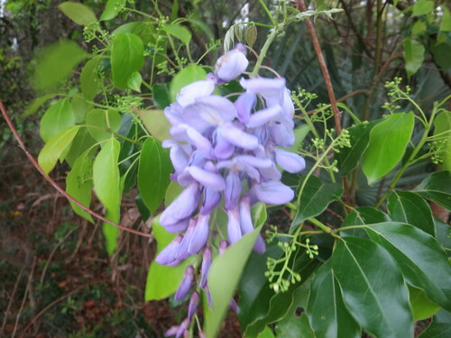 Image of Wisteria frutescens by no rights reserved