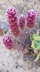 Castilleja exserta latifolia
