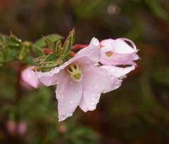 Boronia floribunda